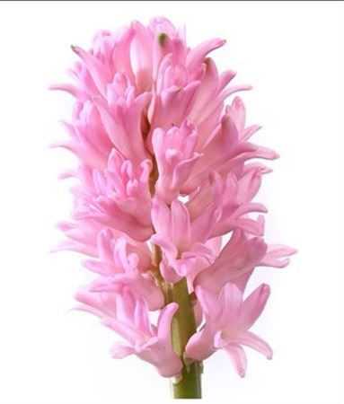 Hyac Pink
