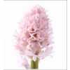 Hyac Pink Pale