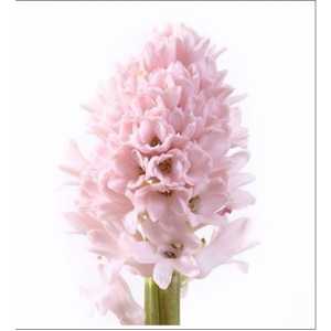 Hyac Pink Pale