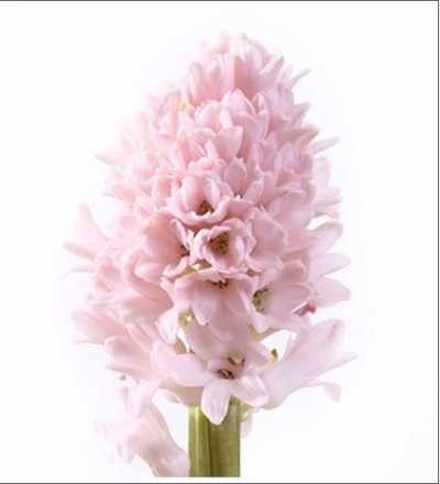 Hyac Pink Pale