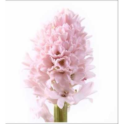 Hyac Pink Pale