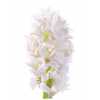 Hyac White