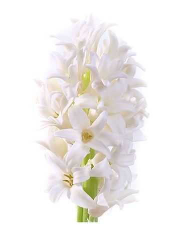 Hyac White
