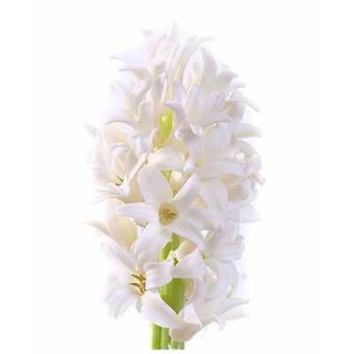 Hyac White
