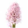 Hyacinthus China Pink