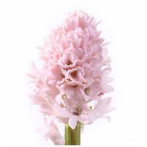 Hyacinthus China Pink