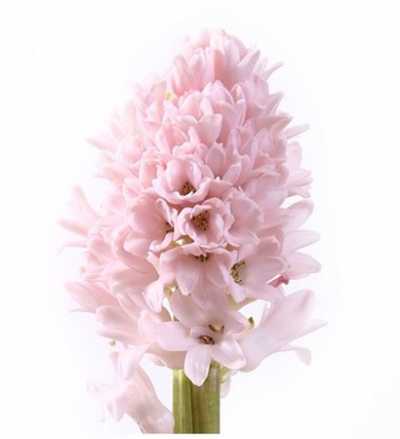 Hyacinthus China Pink