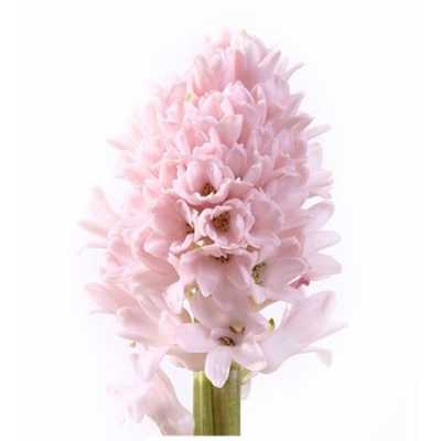 Hyacinthus China Pink