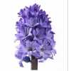 Hyacinthus Delft Blue