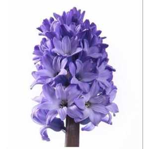 Hyacinthus Delft Blue