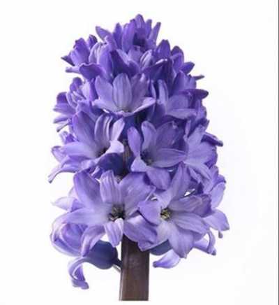Hyacinthus Delft Blue