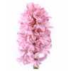 Hyacinthus Fondant
