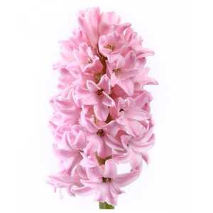 Hyacinthus Fondant