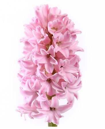 Hyacinthus Fondant