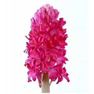 Hyacinthus Jan Bos
