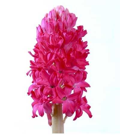 Hyacinthus Jan Bos