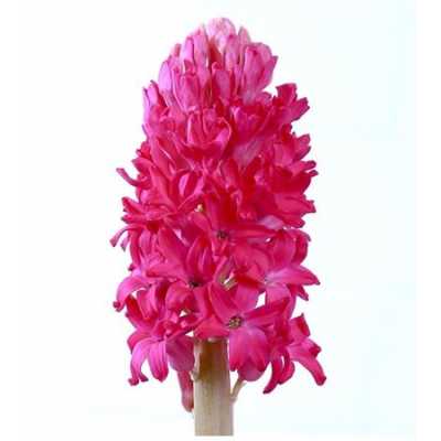 Hyacinthus Jan Bos