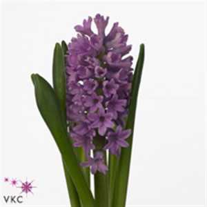 Hyacinthus Purple Voice