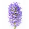 Hyacinthus Sky Jacket
