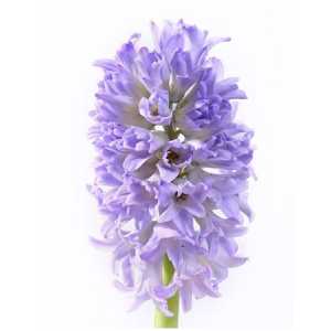 Hyacinthus Sky Jacket