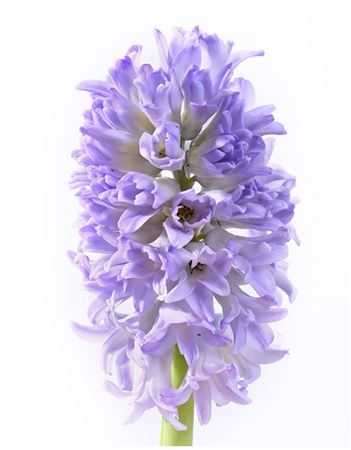 Hyacinthus Sky Jacket