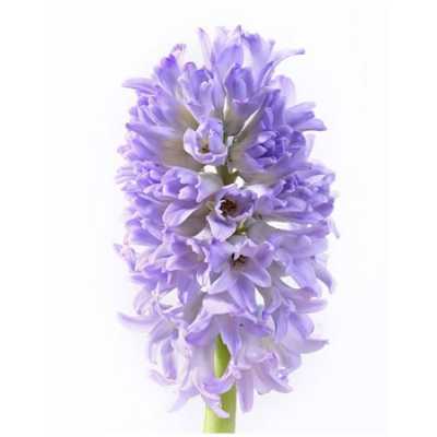 Hyacinthus Sky Jacket