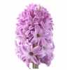 Hyacinthus Splendid Cornelia
