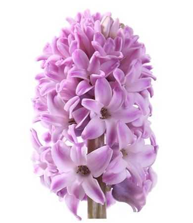 Hyacinthus Splendid Cornelia