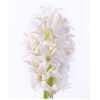 Hyacinthus Top White