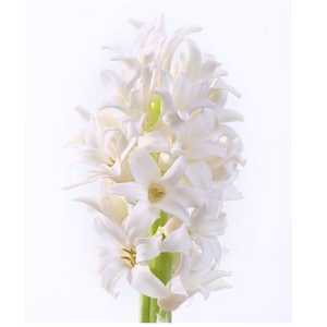 Hyacinthus Top White