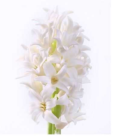 Hyacinthus Top White