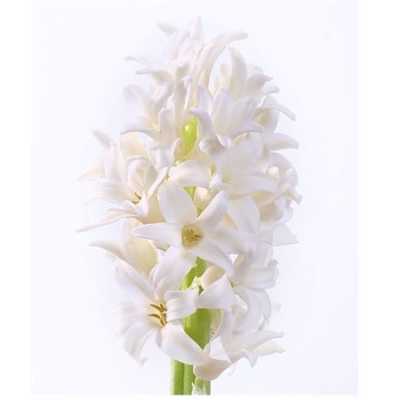 Hyacinthus Top White