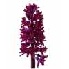 Hyacinthus Woodstock
