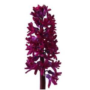 Hyacinthus Woodstock