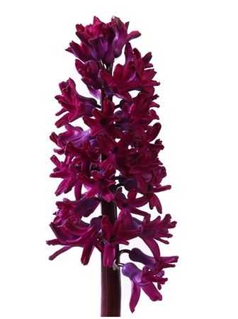 Hyacinthus Woodstock