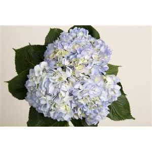 Hydr Blue Pale Ex