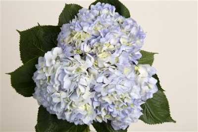 Hydr Blue Pale Ex