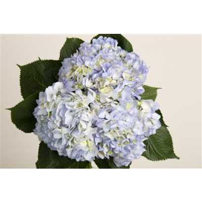 Hydr Blue Pale Ex