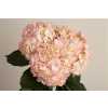 Hydr Bridal Pink Air. Ex