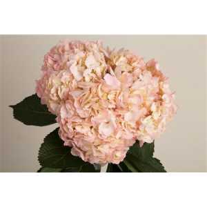 Hydr Bridal Pink Air. Ex