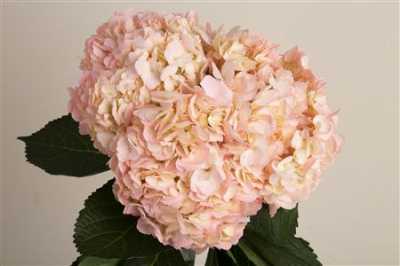 Hydr Bridal Pink Air. Ex