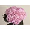 Hydr Pink Pale Abs. Ex