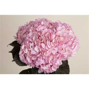 Hydr Pink Pale Abs. Ex