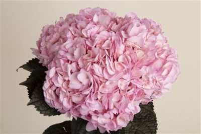 Hydr Pink Pale Abs. Ex