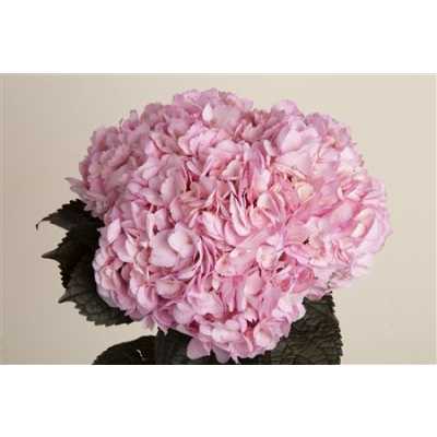 Hydr Pink Pale Abs. Ex