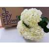 Hydr White Box Ex