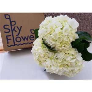 Hydr White Box Ex