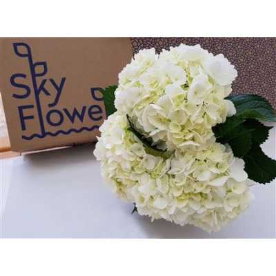 Hydr White Box Ex