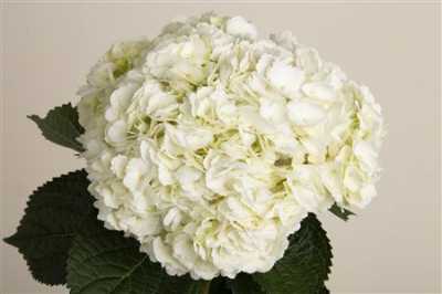 Hydr White Ex