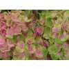 Hydrangea Amathyst